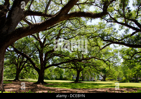 Louisiana, New Orleans und Umgebung, Vacherie. Oak Alley Plantation, National Historic Landmark erklärt. Riesige 300 Jahre alten Eichen. Stockfoto