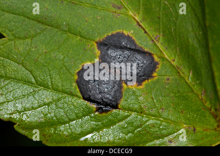 Teer vor Ort, Ahorn-Runzelschorf, Teerfleckenkrankheit, Teerflecken-sichtbar, Rhytisma Acerinum, Pilzbefall, Pflanze Erreger Stockfoto