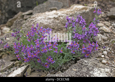 Alpen-Leinkraut, Alpen-Leinkraut, Stein-Leinkraut, Leinkraut, Linaria Alpina Linaire des Alpes Stockfoto