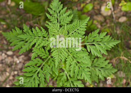 Jährliche Ragweed, Ambrosia, Ambrosie, Beifußblättriges Traubenkraut, Beifuß-Traubenkraut, Ambrosia artemisiifolia Stockfoto