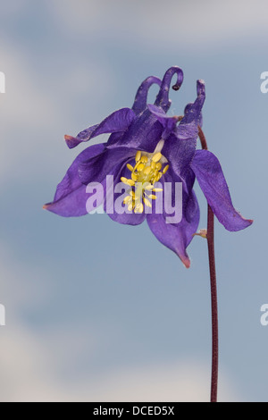 Europäische Akelei, gemeinsame Akelei, Omas Schlummertrunk, Omas Motorhaube, Gewöhnliche Akelei, Wald-Akelei, Aquilegia vulgaris Stockfoto