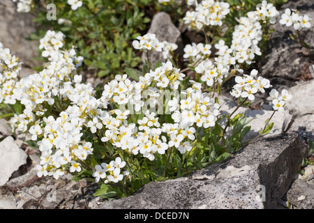 Alpine Rock-Kresse, Alpine Gänsekresse, Alpenrock Kresse, Gänsekresse Arabis Alpina, Alpen-Gänsekresse, Alpengänsekresse Stockfoto