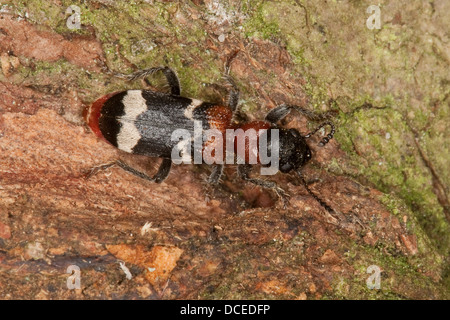 Ant-Käfer, Europäische Rotbauch-Clerid, Ameisenbuntkäfer, Ameisen-Buntkäfer, Buntkäfer, Thanasimus formicarius Stockfoto