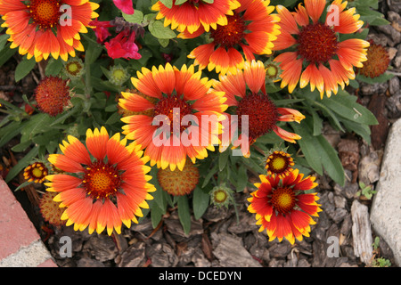 Decke Blumen Stockfoto