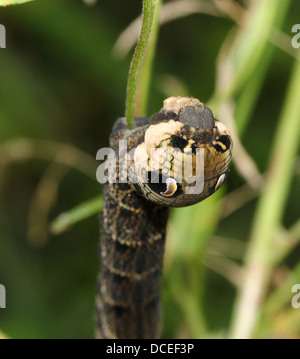 Detaillierte Reihe von Nahaufnahmen von der Raupe des Elephant Hawk-Moth (Deilephila Elpenor), Fütterung & posiert Stockfoto