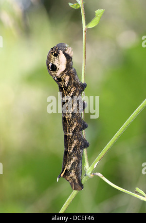 Detaillierte Reihe von Nahaufnahmen von der Raupe des Elephant Hawk-Moth (Deilephila Elpenor), Fütterung & posiert Stockfoto