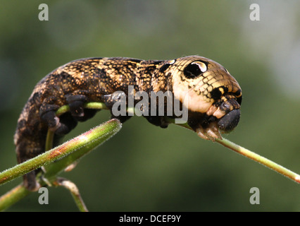 Detaillierte Reihe von Nahaufnahmen von der Raupe des Elephant Hawk-Moth (Deilephila Elpenor), Fütterung & posiert Stockfoto