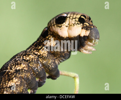 Detaillierte Reihe von Nahaufnahmen von der Raupe des Elephant Hawk-Moth (Deilephila Elpenor), Fütterung & posiert Stockfoto