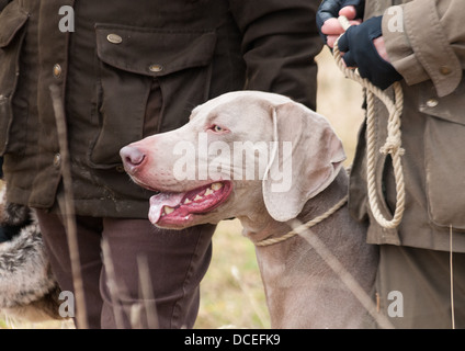 Ein Weimaraner ein Jagdhund Hunter Zeiger Retriever (HPR) arbeiten an einem Trainingstag HPR Hund Stockfoto