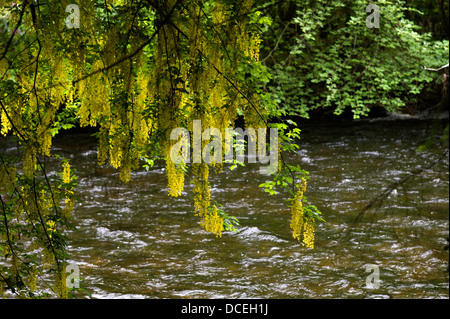 Blumen von einem Goldregen Baum über den Fluss Ness auf Ness Insel in der Stadt Inverness Schottland Stockfoto