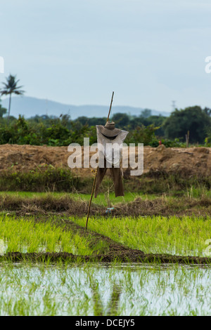 Vogelscheuche im Paddy, Chiangmai Thailand Stockfoto