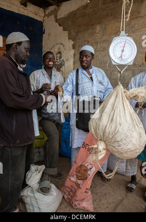 Cashew-Nuss-Käufer mit einem Gewicht von Nüssen, Verkäufer, Fass Njaga Choi, Gambia zu bezahlen. Stockfoto