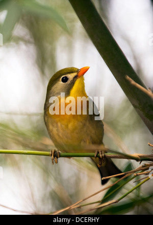Chinesische Nachtigall (Leiothrix Lutea) Stockfoto
