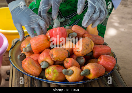 Schüssel mit Cashew-Äpfel mit Cashew-Nüssen noch befestigt, Gambia Stockfoto