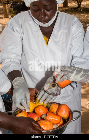 Landarbeiter, Cashew-Nuss aus Cashewapfel vor dem Aufschneiden der Früchte entfernen. Gambia Stockfoto