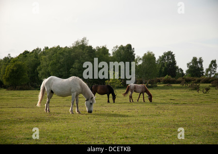 Drei Ponys Weiden auf Freiland in The New Forest, England. Stockfoto