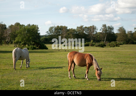 Zwei Ponys grasen in der New Forest, England. Stockfoto