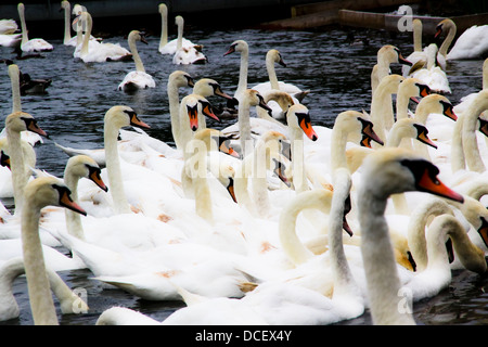 Herde von Höckerschwäne auf dem Wasser Stockfoto