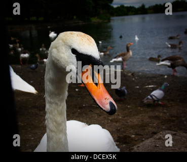 Höckerschwan Kopf hautnah Stockfoto