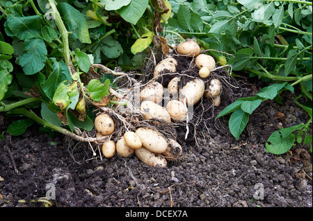 Kartoffelpflanzen und frisch angehobene Kartoffeln "Maris Piper" in pflanzliche Patch, England, UK. Stockfoto