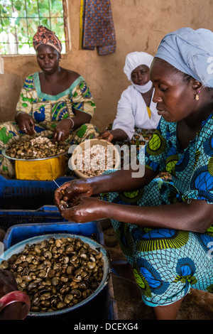 Frauen in Gambia, Mendy Kunda, North Bank Region, Cashew-Nuss-Bearbeitungszentrum, Gruppe Dimbal Djabott Stockfoto