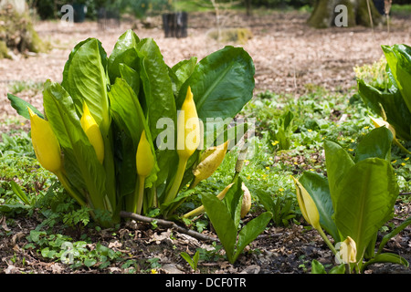 Lysichiton Americanus. Am westlichen Skunk Cabbage in einem englischen Moor-Garten. Stockfoto