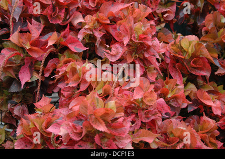 Copperleafs - Fotocommunity Wilkesiana - Kupfer Leaf Laub Stockfoto