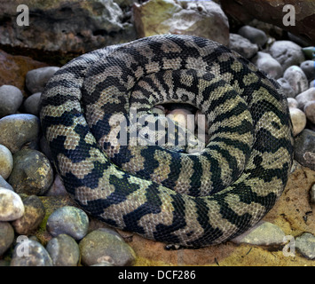 Morelia Spilota Variegata. Teppich-python Stockfoto