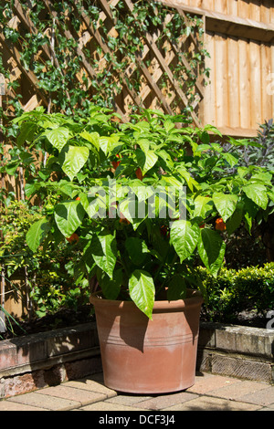 Eine eingemachte Chili-Pfeffer-Pflanze (Spanisch Naga - Capsicum Chinense) wächst an einem sonnigen Standort in einem englischen Garten. Stockfoto