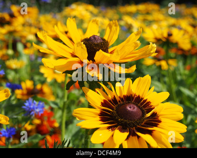 Bereich der Wildblumen Stockfoto