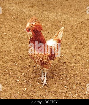 Gallus Gallus Domesticus, Buff geschnürt Polnisch Huhn Rasse. Stockfoto