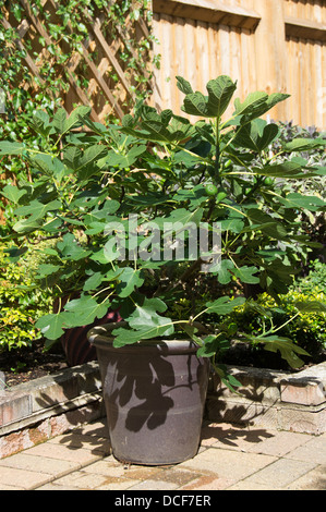 Eine Topfpflanze braun Türkei Feigenbaum (Ficus Carica) wächst an einem sonnigen Standort in einem englischen Garten. Stockfoto