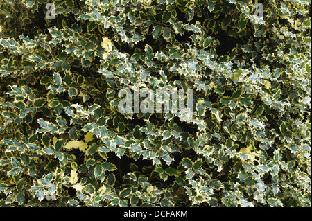 Ilex Aquifolium L., (Holly), "Madame Briot" Sorte, Jardin des Plantes de Paris Stockfoto