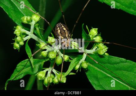 Weberknechte Spider thront auf einem grünen Blatt. Stockfoto