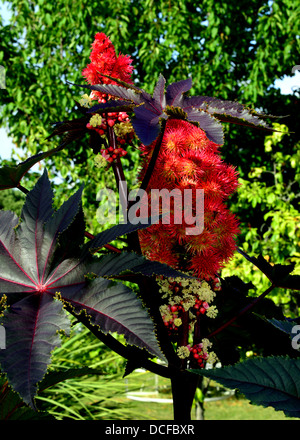 Ricinus Communis. "Carmencita leuchtend rot" Stockfoto