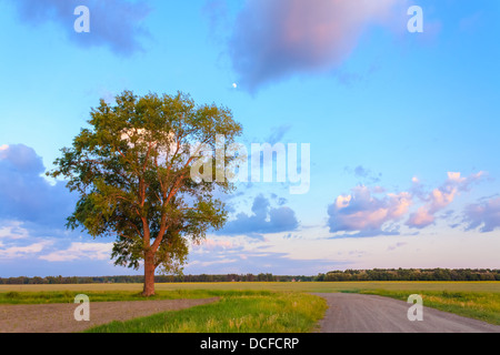 Einsamer Baum im Sonnenuntergang. Schmutzige Landstraße In Landschaft Stockfoto