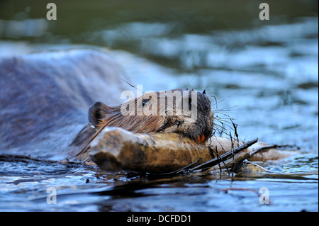 Ein wilder Biber 'Castor canadensis' schwimmend mit einem Stock Sein Mund Stockfoto