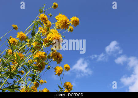 Rudbeckia Laciniata gegen blauen Himmel Stockfoto