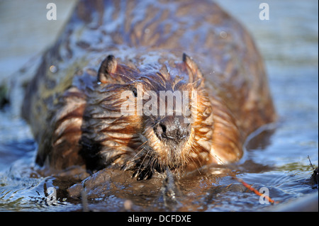 Eine Nahaufnahme eines Bibers Gesicht, wie er eine Last von nassen Schlamm einrasten auf der Beaver dam schiebt. Stockfoto