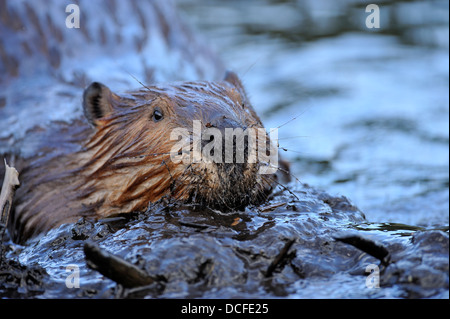 Eine Nahaufnahme eines Bibers Gesicht, wie er eine Last von nassen Schlamm einrasten auf der Beaver dam schiebt. Stockfoto