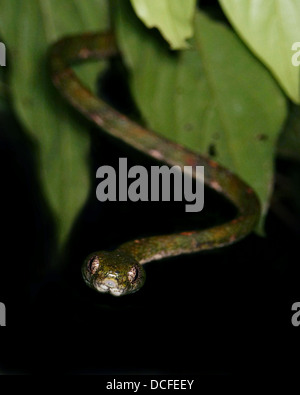 Boiga Drapiezii weiß gefleckte Katze Schlange Borneo Stockfoto