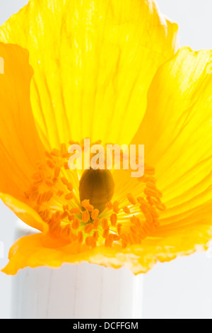 Eine Orange Papaver Nudicaule (isländischer Mohn) in einer vase Stockfoto