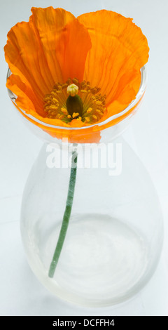 Eine Orange Papaver Nudicaule (isländischer Mohn) in einer vase Stockfoto