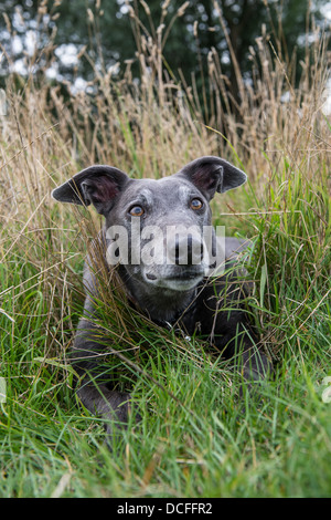 Greyhound Porträt im hohen Gras. Stockfoto