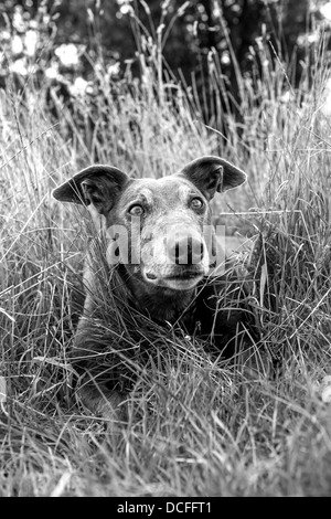 Schwarz & Weiß Greyhound Porträt im hohen Gras. Stockfoto