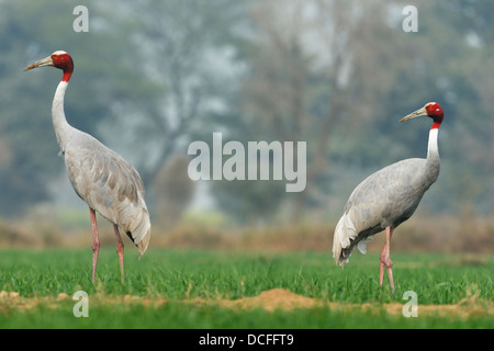 Stilicho Kraniche (Grus Antigone) Paare in landwirtschaftliche Flächen in der Nähe von Keoladeo National Park, Bharatpur, Rajasthan, Indien. Stockfoto