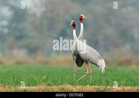 Stilicho Kraniche (Grus Antigone) Paare in landwirtschaftliche Flächen in der Nähe von Keoladeo National Park, Bharatpur, Rajasthan, Indien. Stockfoto