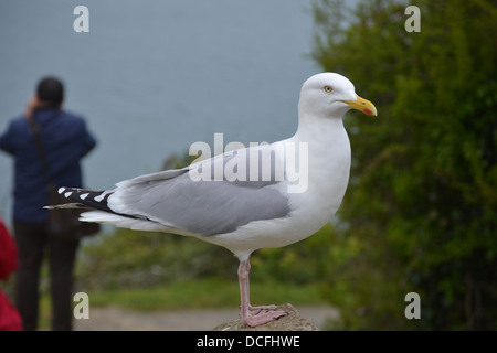 Möwe Profil hautnah in Pembrokeshire Ausflugsort. Stockfoto