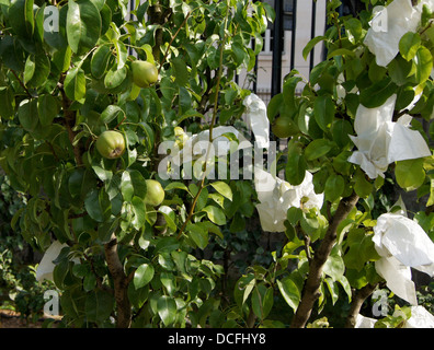 Anbau von Pyrus Communis Sorte Doyenné du Comice, Frankreich 1849, Obstgarten des Jardin du Luxembourg in Paris. Rue Auguste-Co Stockfoto