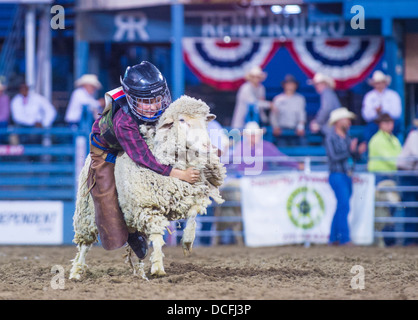 Ein Junge auf ein Schaf, Hammel Zerschlagung Contest beim Reno Rodeo Reiten statt einem Professional Rodeo in Reno Nevada Stockfoto